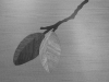 littleleaves_01